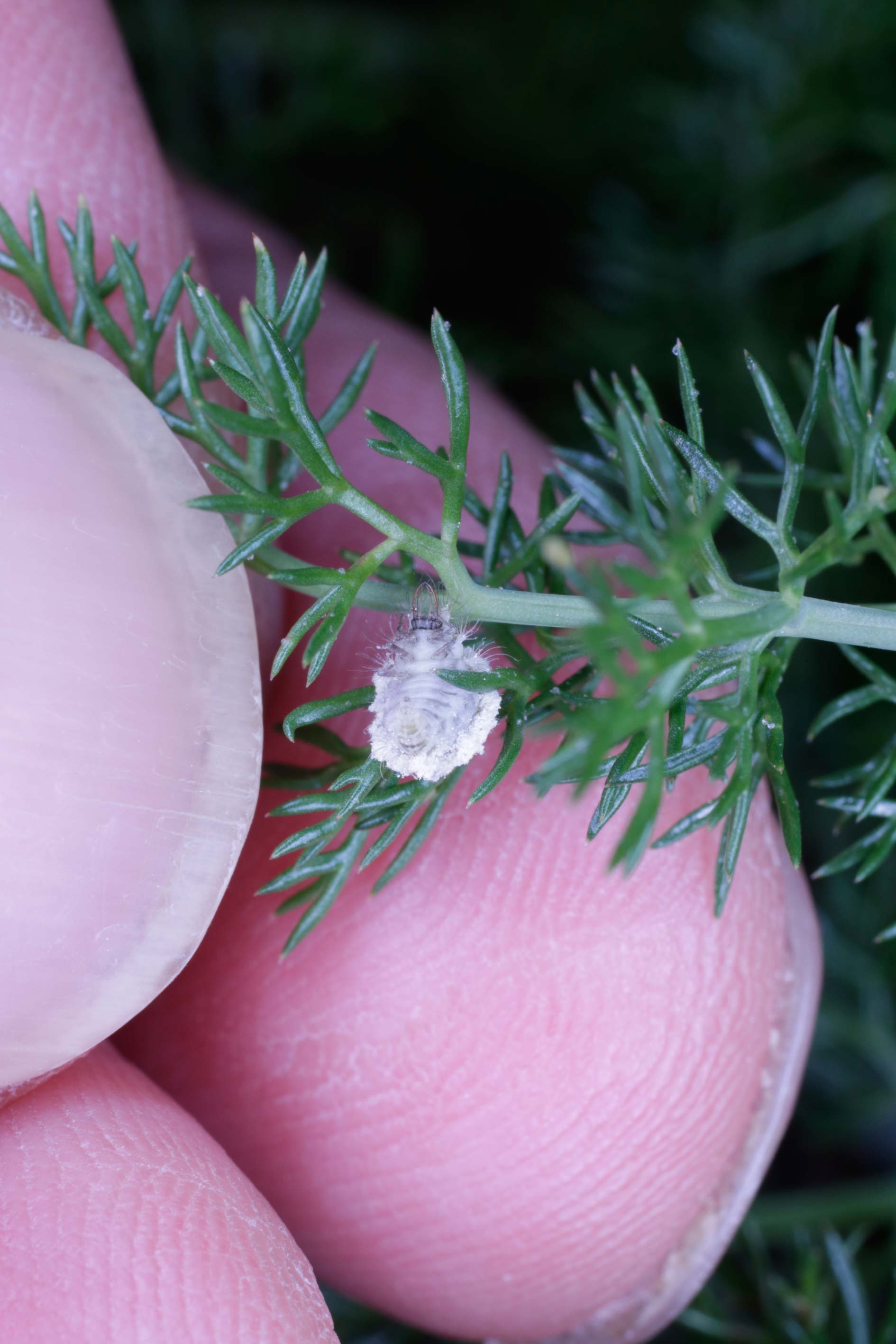 Larva di Chrysopidae